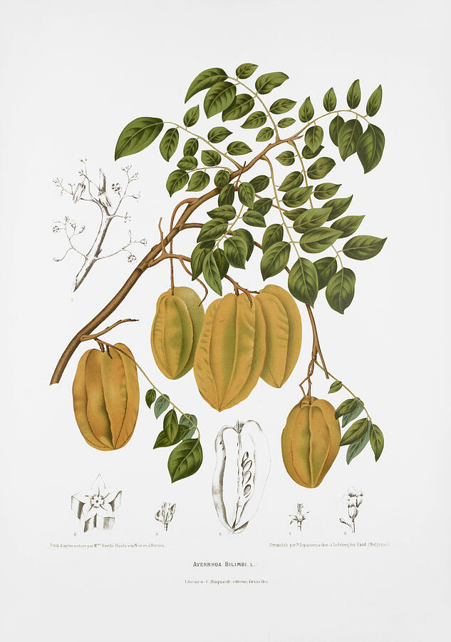 Botanical Study of Averrhoa Bilimbi Drawing - Vintage botanical illustrations - Cucumber tree by Madame Berthe Hoola van Nooten
