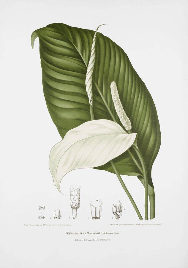 Vintage Botanical Peace Lily Illustration Drawing - Vintage botanical illustrations - Peace lily by Madame Berthe Hoola van Nooten