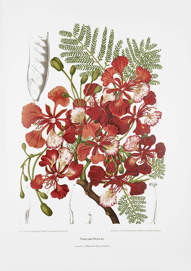 Royal Poinciana Botanical Study Drawing - Vintage botanical illustrations - Royal poinciana tree by Madame Berthe Hoola van Nooten