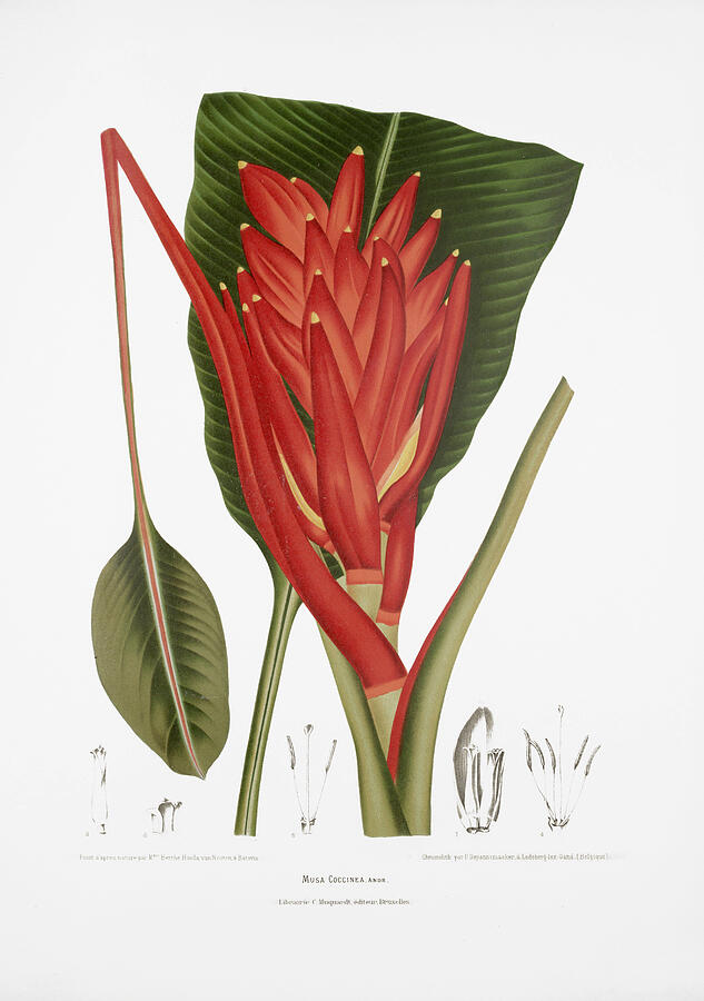 Scarlet Banana Botanical Illustration Drawing - Vintage botanical illustrations - Scarlet banana by Madame Berthe Hoola van Nooten