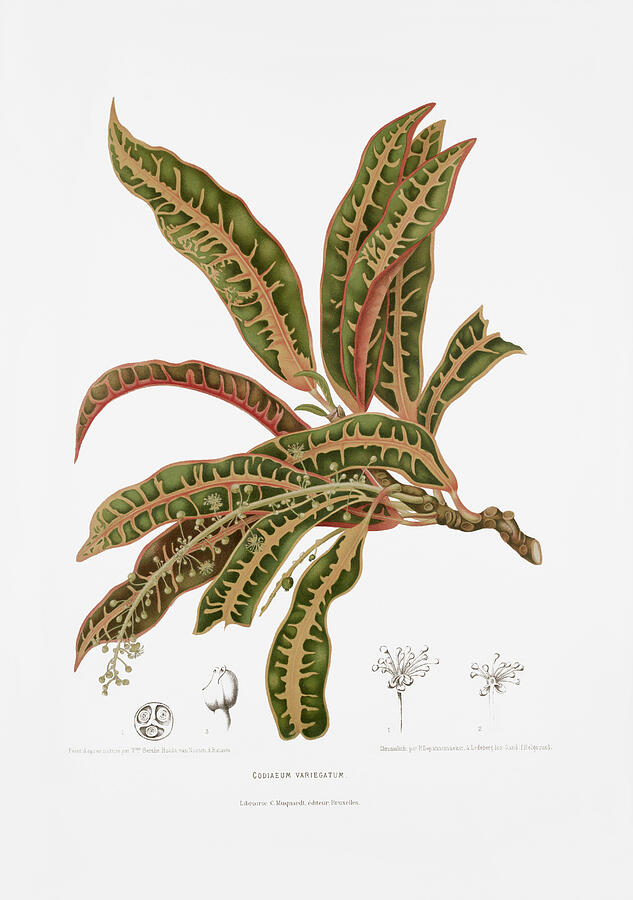 Variegated Croton Botanical Study Drawing - Vintage botanical illustrations - Variegated croton by Madame Berthe Hoola van Nooten