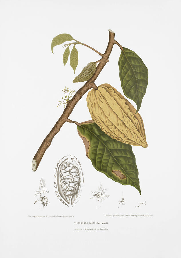 Vintage botanical illustrations - White cacao/cocoa tree by Madame