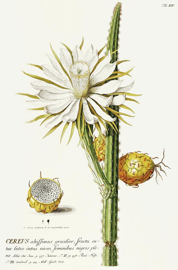 Cereus Cactus with Flower and Fruit Mixed Media - Vintage plants - cereus cactus with flower and fruit by Georg Dionysius G D Ehret
