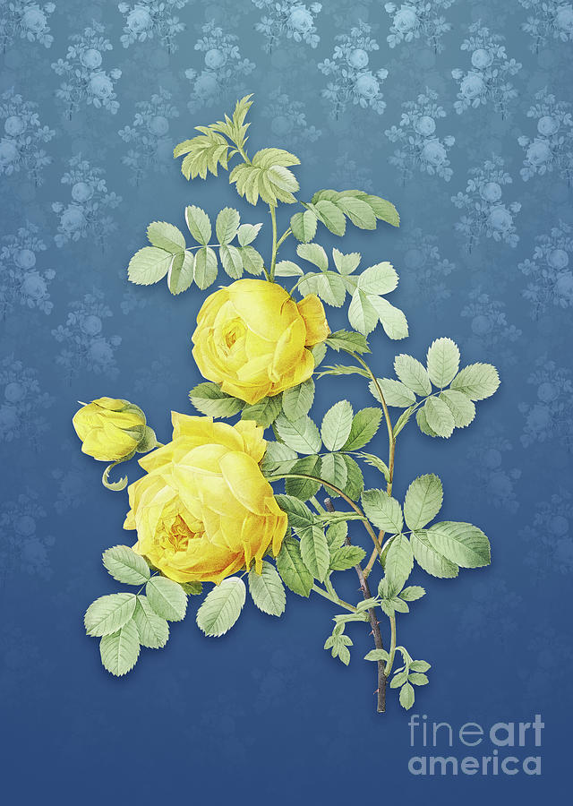 Vintage Sulphur Rose Botanical Art On Bahama Blue Pattern N.4829 by ...