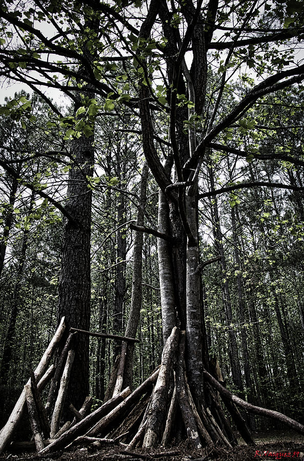 Virginia Forrest Photograph by Rene Vasquez
