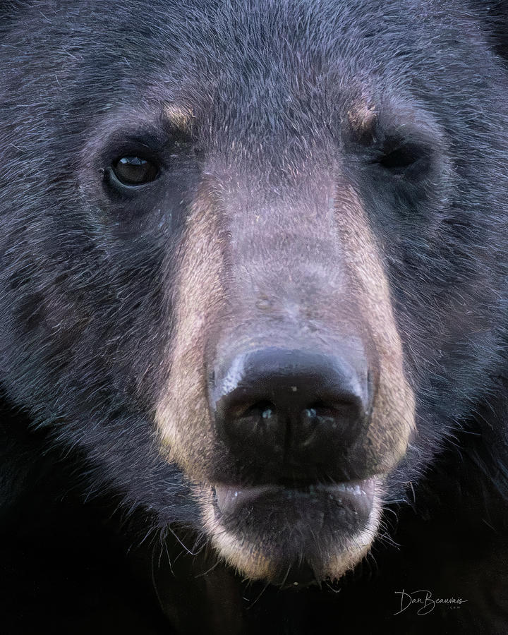 Visceral #7543 Photograph by Dan Beauvais