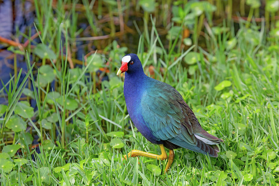 Walking Rainbow Photograph by Gina Fitzhugh