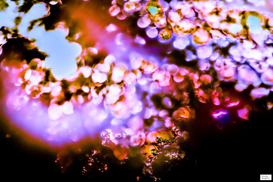 Colorful Abstract Light Patterns Photograph - Wat- Coloured Patterns Of Leaves by Alex John Bergerman