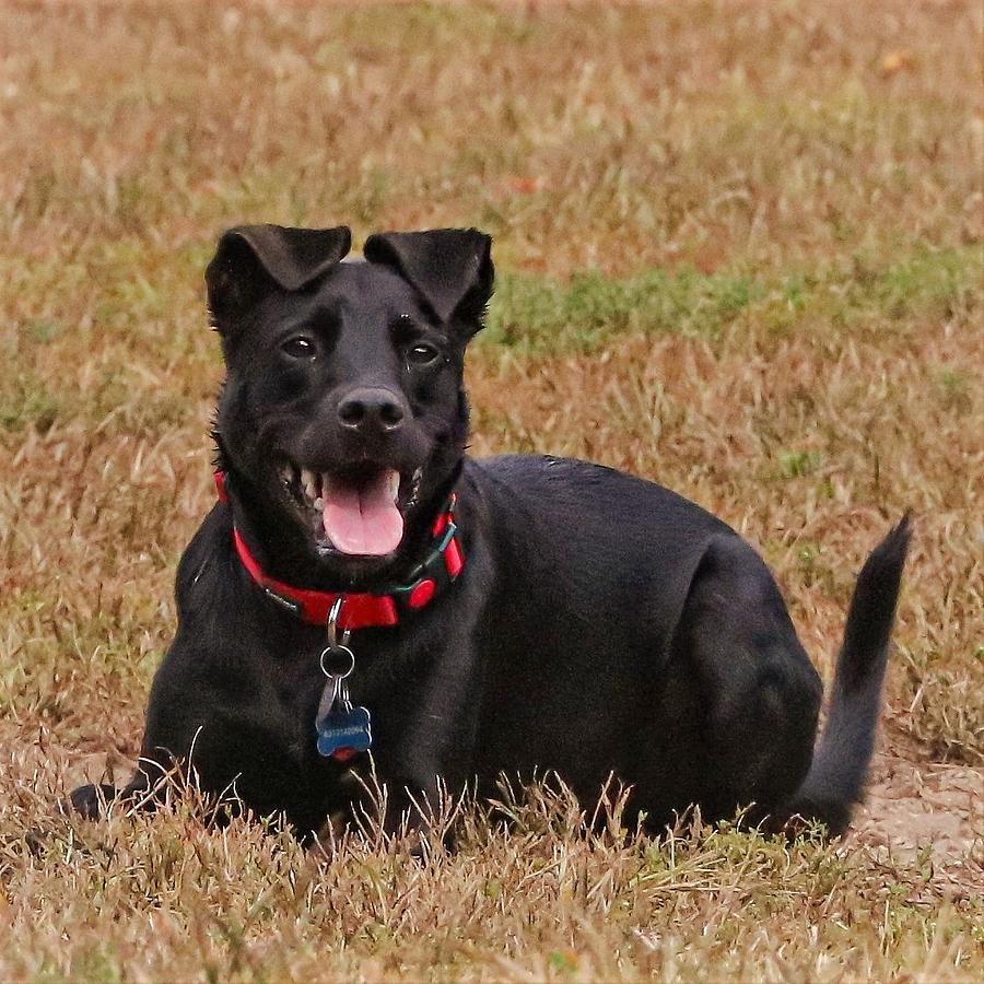 Watchful Photograph by John Linnemeyer