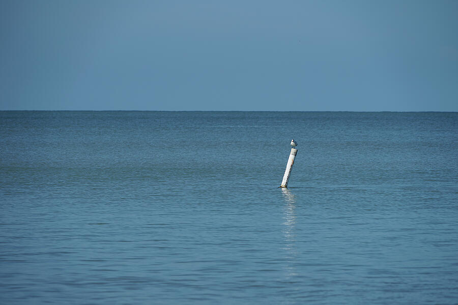 Lonely Seagull on Sea Buoy Photograph - Watching the swimmers by Richard Reeve