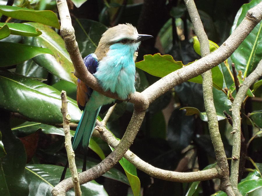 Racket-tailed Roller #2 Photograph by Doreen Rosselli