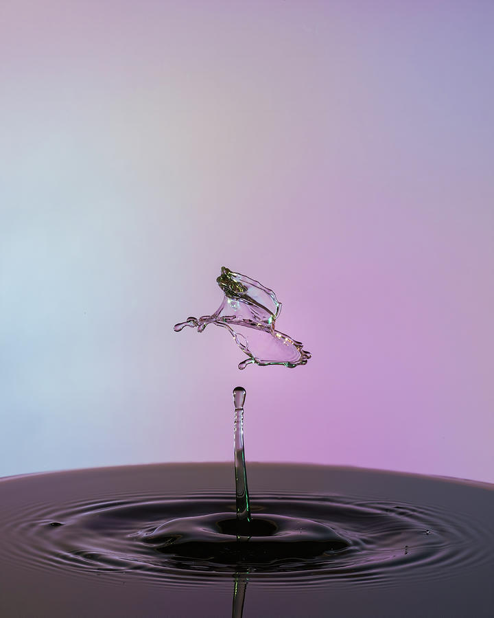 Top Hat Photograph by Sue Leonard