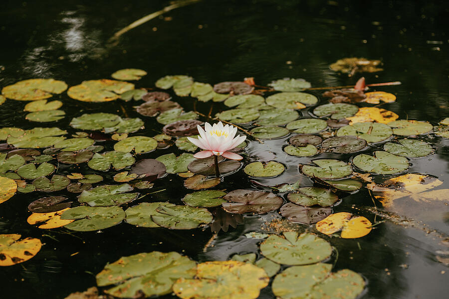 Water Lily Photograph by Nova Rae