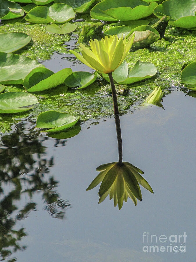 Water Lily Reflection Photograph by D Lee