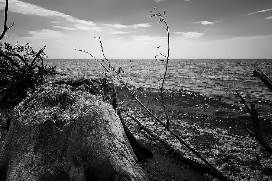 Weathered Tranquility Driftwood on the Shoreline Photograph by Travel Essayist