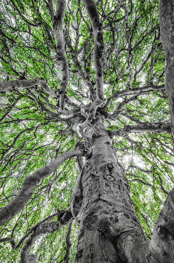 Weeping Beech Photograph by Steven Nelson
