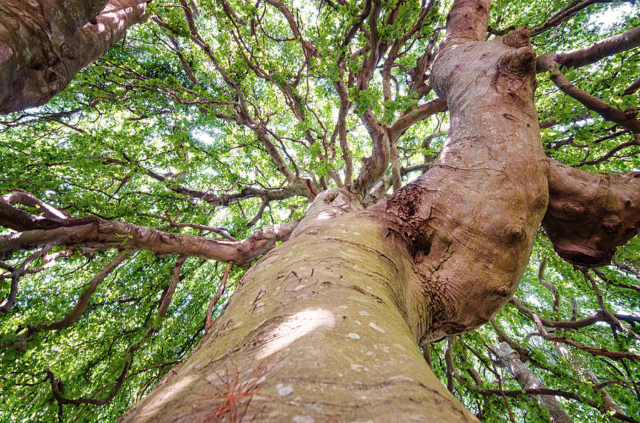 Weeping Twist Photograph by Steven Nelson