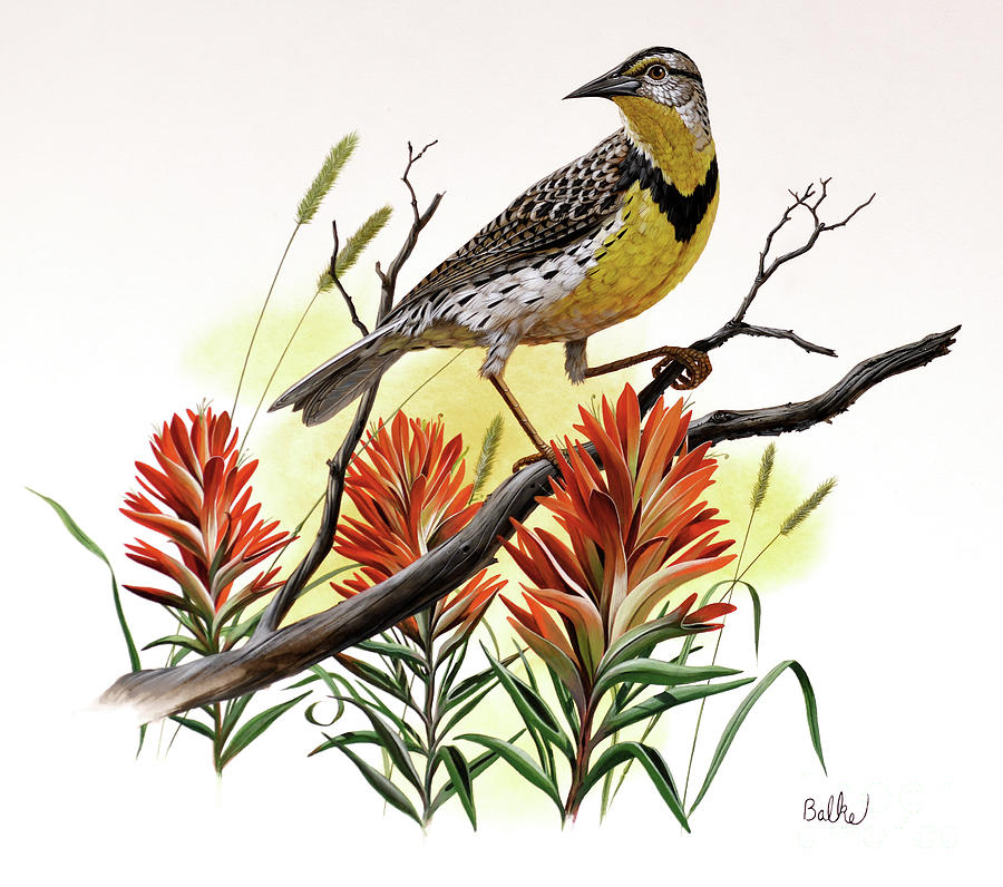 Western Meadowlark and Indian Paintbrush Painting by Don Balke