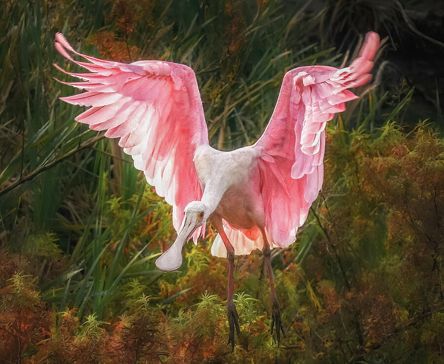 Wetland Beauty the Roseate Spoonbill Photograph by Rebecca Herranen