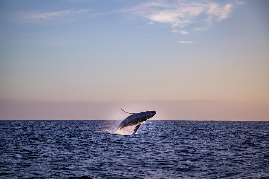 Whale Watching in Cabo Photograph by Cindy Robinson