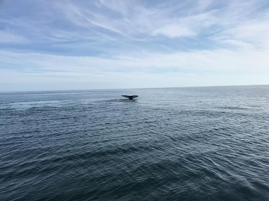 Whales tail Photograph by Doreen Rosselli