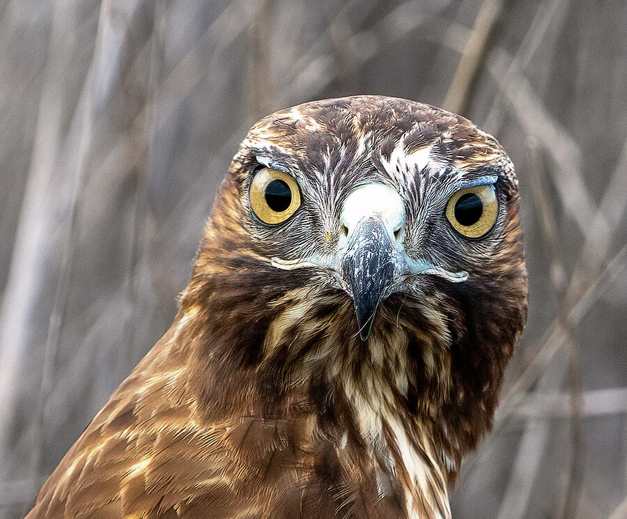 W H A T  ? Photograph by Joe Schofield