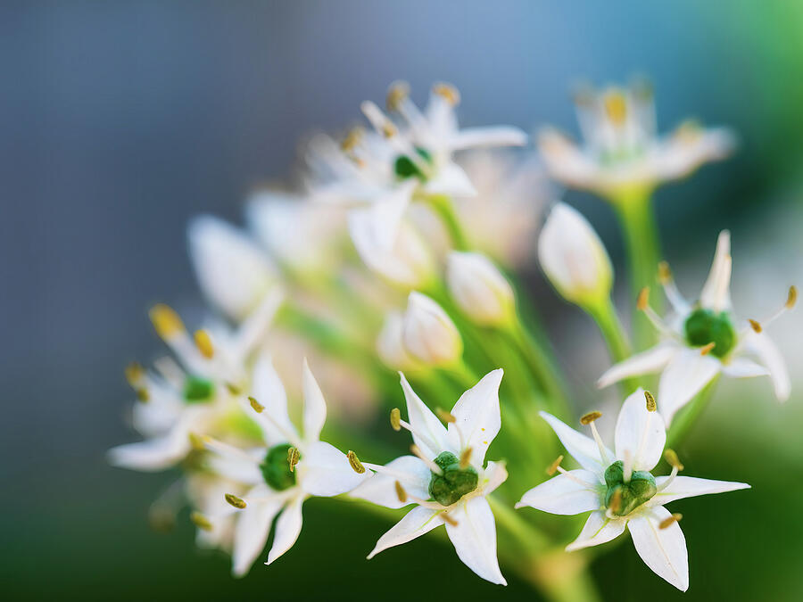 When Chives Blossom Photograph by Joe Schofield