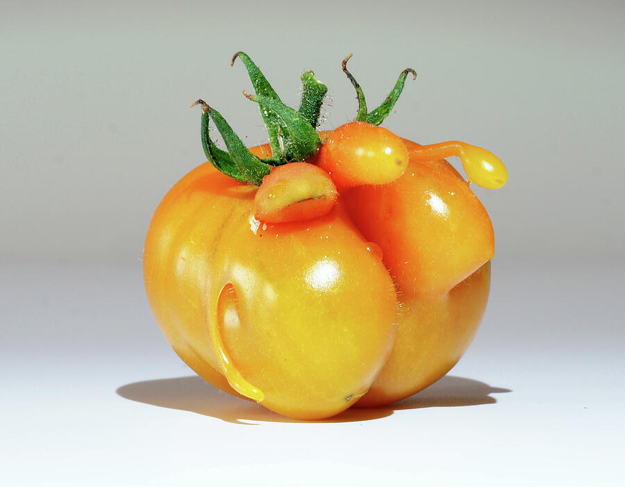 When Mr. Stripeys Genes Go Awry Photograph by Joe Schofield