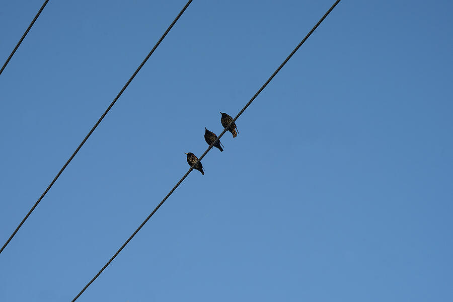 When Shall We Three Meet Again Photograph by Richard Reeve