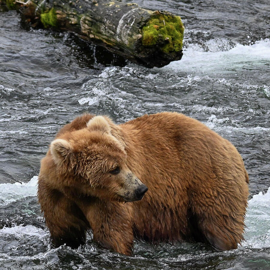 Where Are The Fish Photograph by Harry Banks