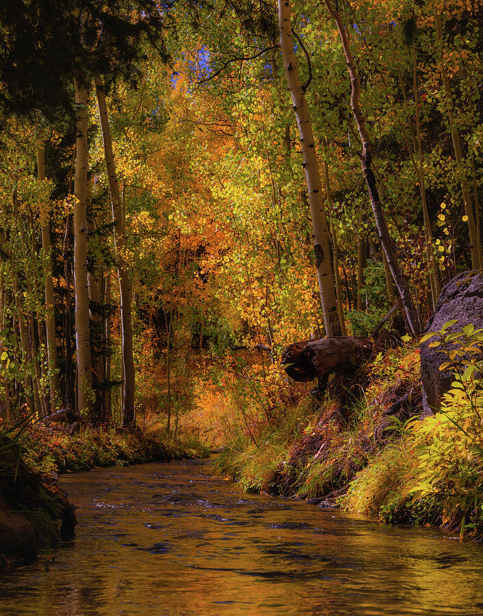 Autumn Forest Stream Photograph - Where the Aspens Whisper by Kevin Schwalbe