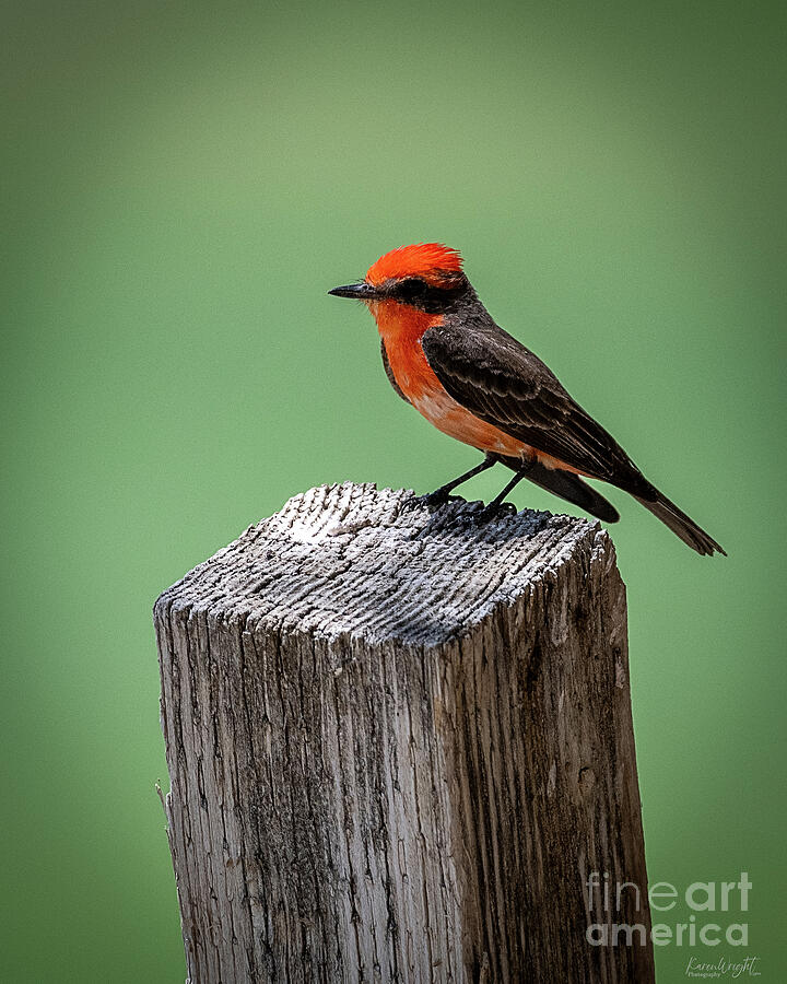 Whisper of Red by Karen M Wright