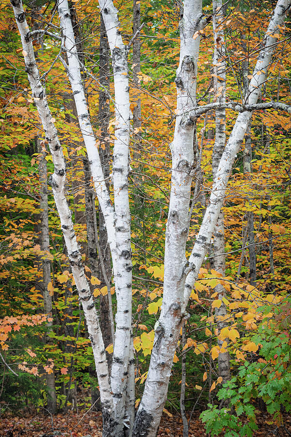 Birch Trees in Autumn Forest Photograph - White Birch and Golden Leaves by Dave King