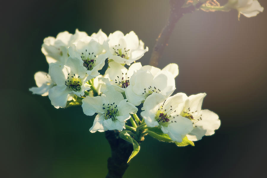 White Blossoms in Evening Light Photograph by Joni Eskridge
