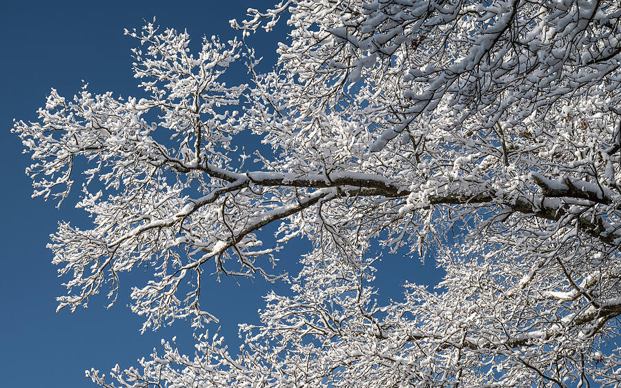 Snow-Covered Tree Branches Against Blue Sky Photograph - White Branch by Steven Nelson