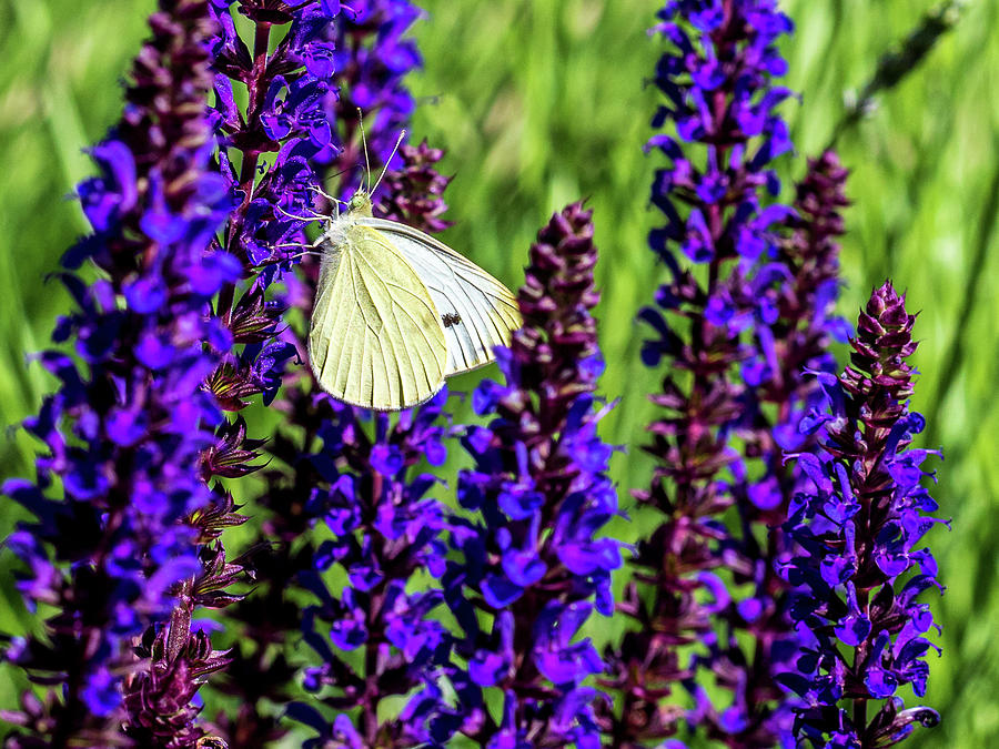 White Butterfly Photograph by Louis Dallara