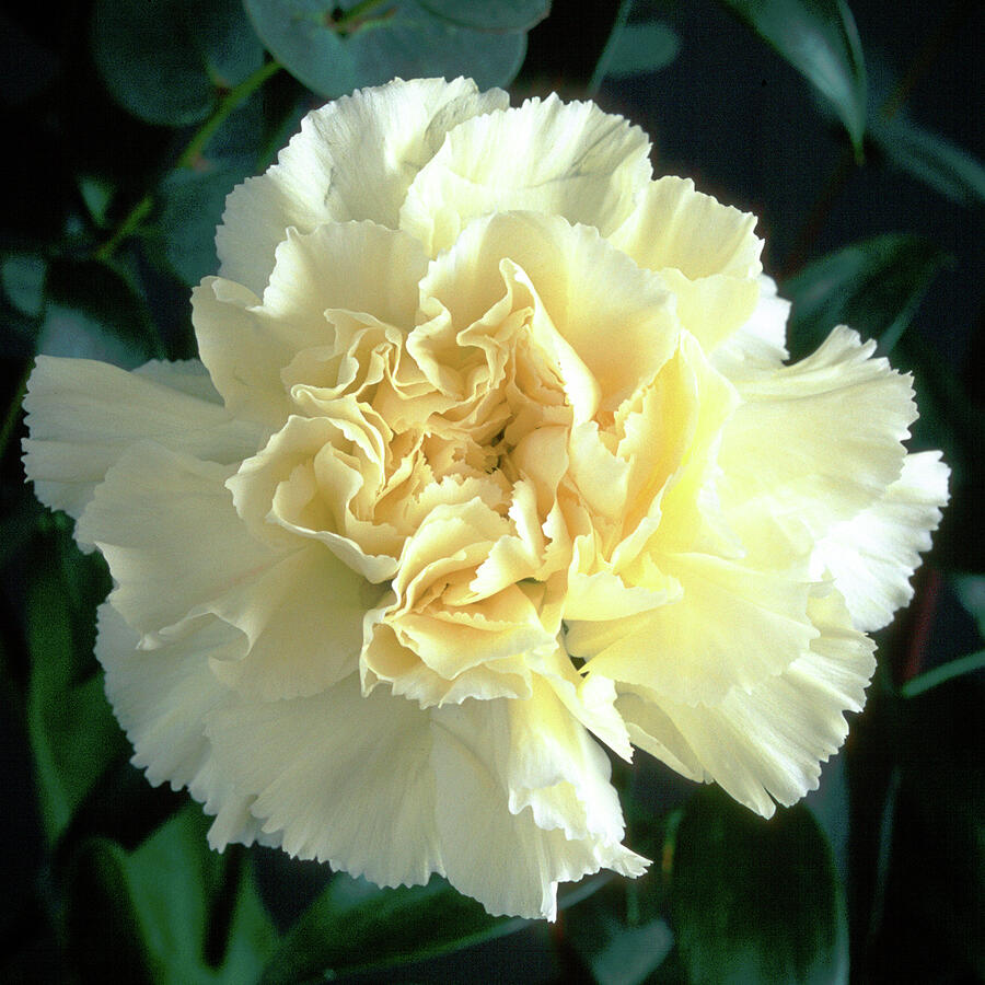Pale Yellow Carnation Bloom Photograph - White Carnation by Seeables Visual Arts