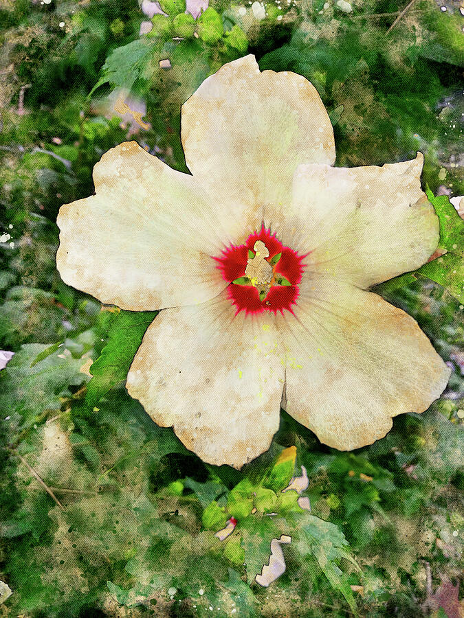 White common hibiscus flower - digital painting with vintage look Digital Art by Nicko Prints