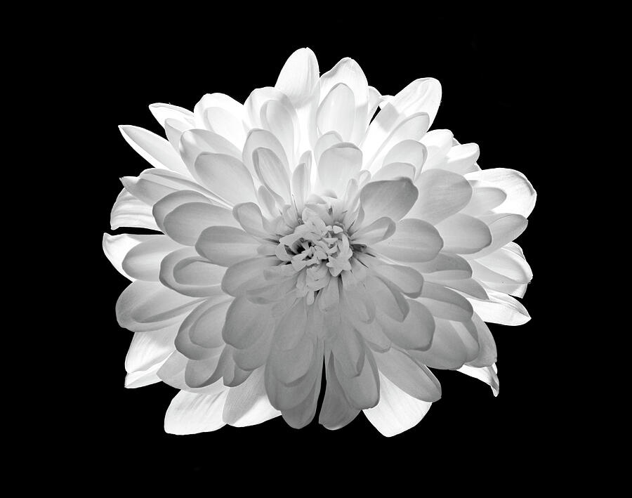 White Crisantemum flower head on black background Photograph by Severija Kirilovaite
