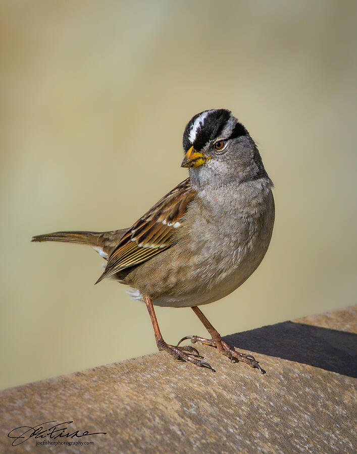 White-crowned Sparrow on a Ledge Photograph - White-crowned Sparrow on a Ledge by Joe Fisher