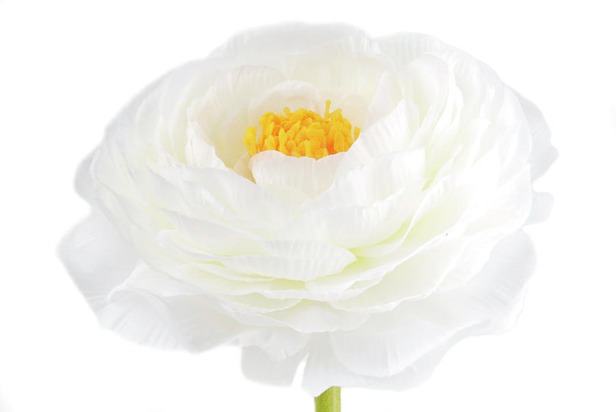 White Flower Isolated On White Photograph by Severija Kirilovaite