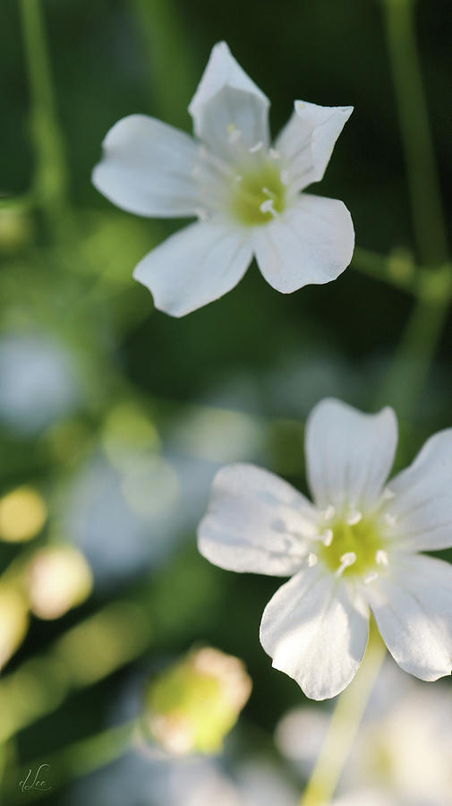 White Flowering Dogwood Blooms Photograph by D Lee