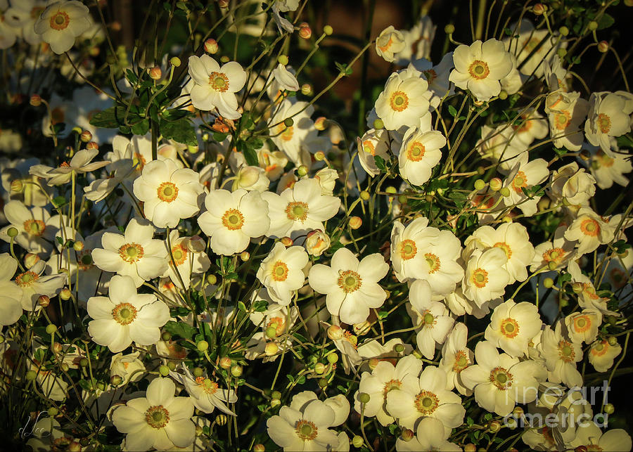 White Grape Leaf Anemone Photograph by D Lee