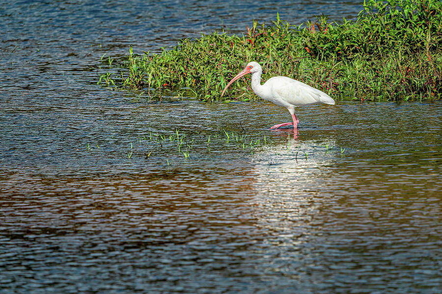 White Ibis Photograph by Chris Allmendinger