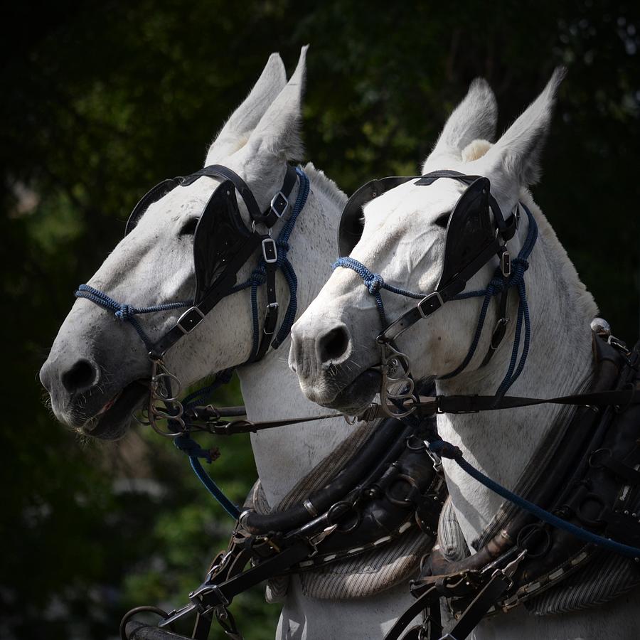 White Mules Photograph by Alden White Ballard