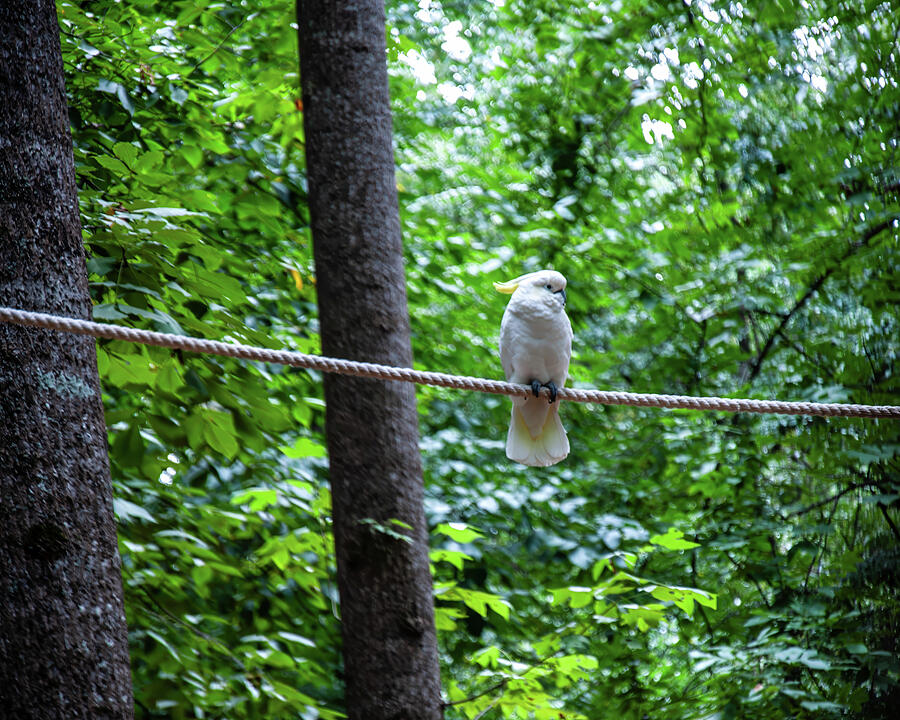 White Parrot Perched On A Rope Photograph by Flees Photos