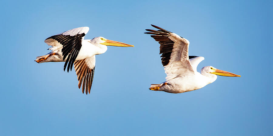 White Pelican 9A Photograph by Sally Fuller