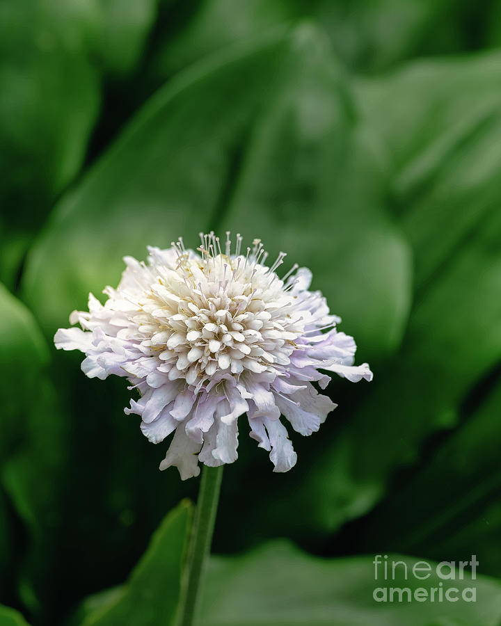 White Pinchusion Flower Photograph by Abigail Diane Photography