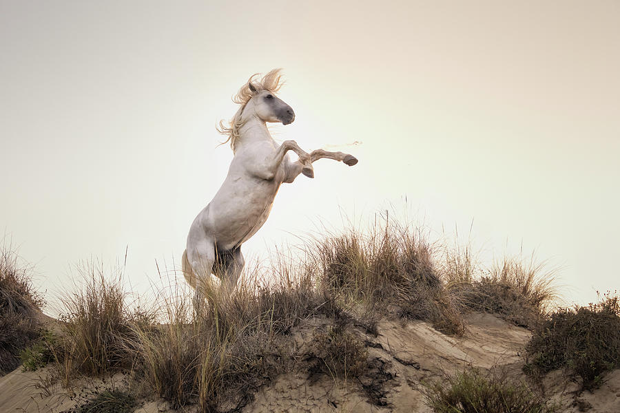 White Stallion Rearing on a Coastal Sandbank at Dawn Photograph by Charnwood Photography Fine Art