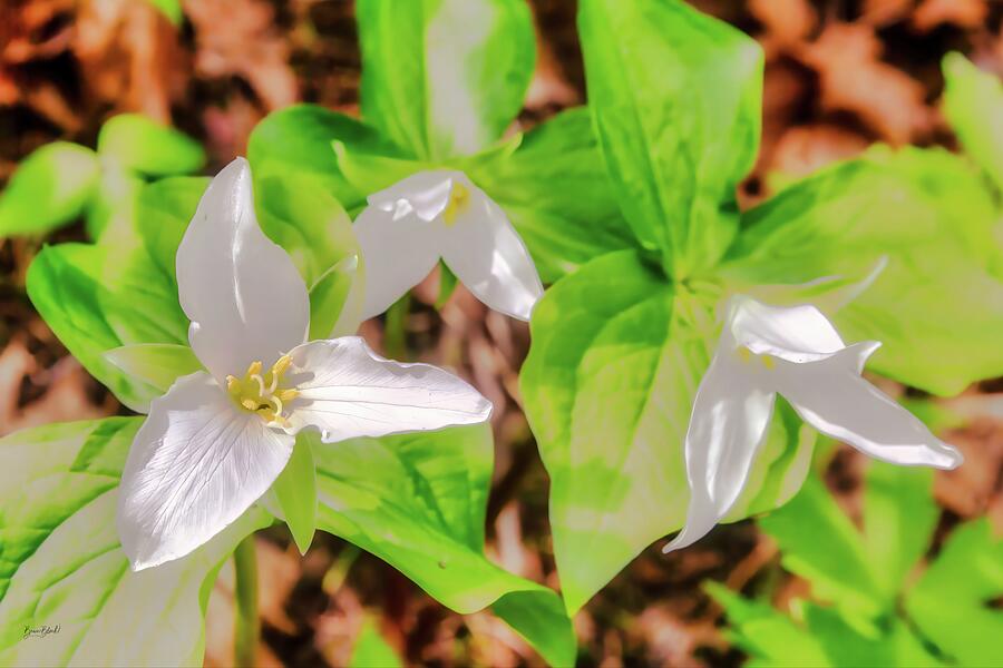 White Trillium Flowers in Bloom Photograph - White Trillium Flowers in Bloom by Bruce Block